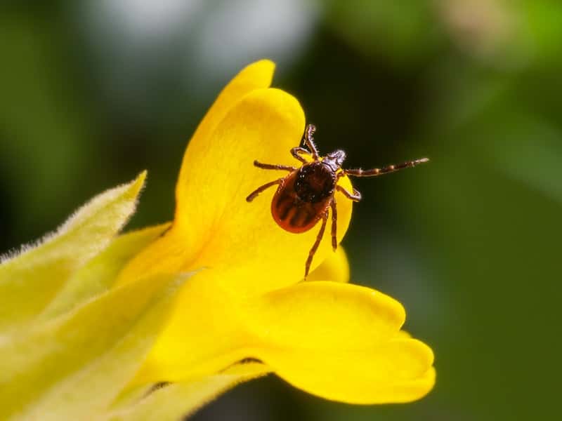 Обострение ситуации с клещами в России: число укусов увеличилось в два раза