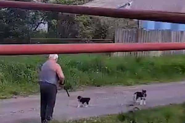 В ставропольском хуторе задержали мужчину, выстрелившего в щенка из ружья