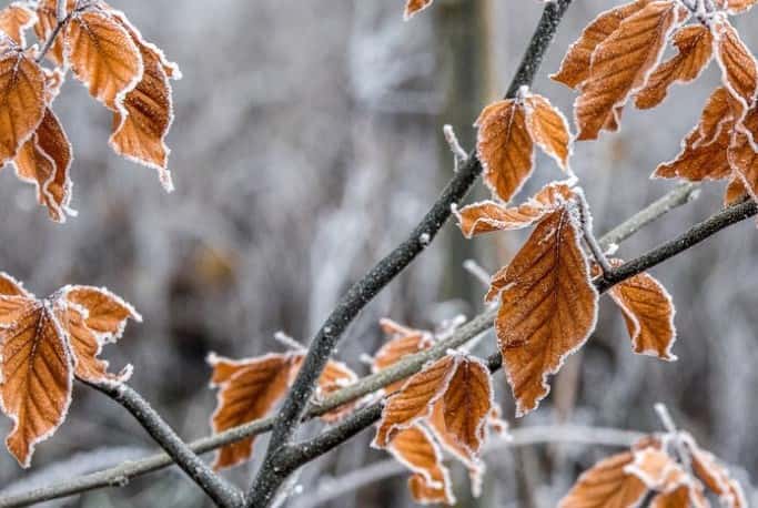 По Подмосковью ударили заморозки