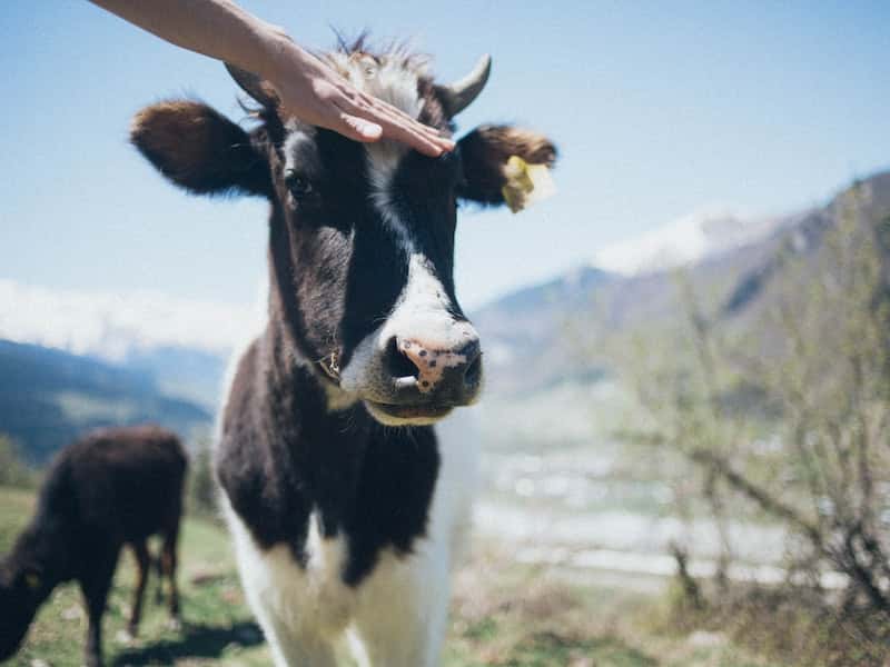 Смерч с градом погубили коров в оренбургском совхозе Тобольский