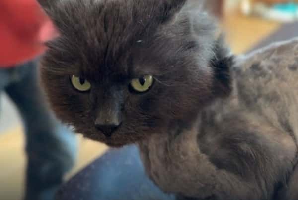 Жительница Мичигана нашла своего кота Бадди, сбежавшего от неё три года назад