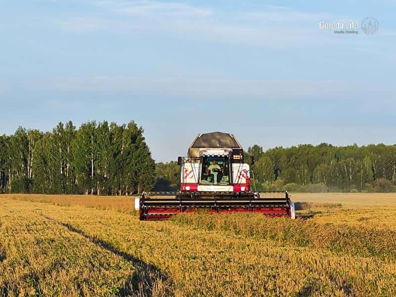 Заморозки бьют по урожаю: Россия теряет сахарную свеклу и половину абрикосов с черешней