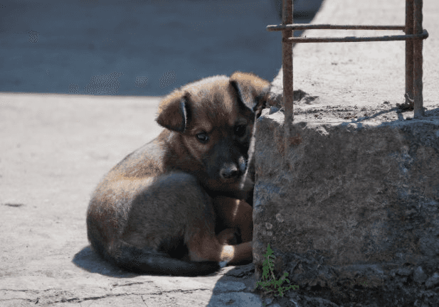 Кинолог объяснил, как собаки на самом деле понимают хозяев