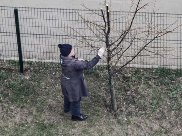 Побелка деревьев весной: зачем она нужна и как делать правильно