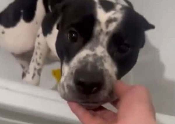 Волонтеры забрали у москвича собаку, просидевшую 10 дней без еды и воды