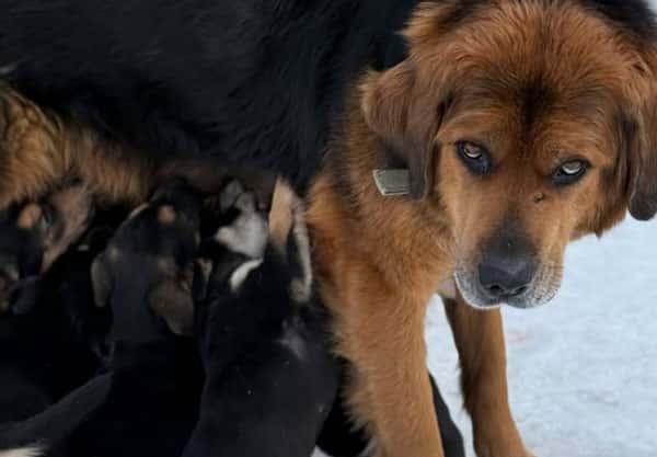 Собака сбежала и погибла: кемеровчанка обвиняет клинику в халатности — история о трагедии Греты