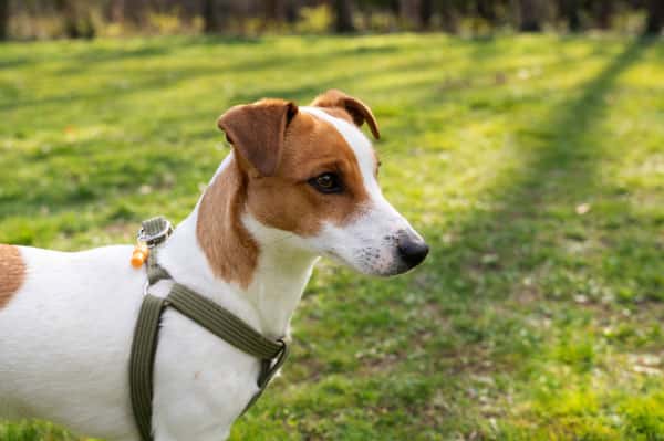 В Москве прошла операция по спасению джек-рассел-терьера из норы