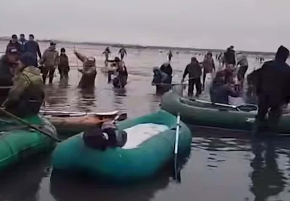 Селедочный ажиотаж в Магадане: рыбу гребут ведрами и сачками