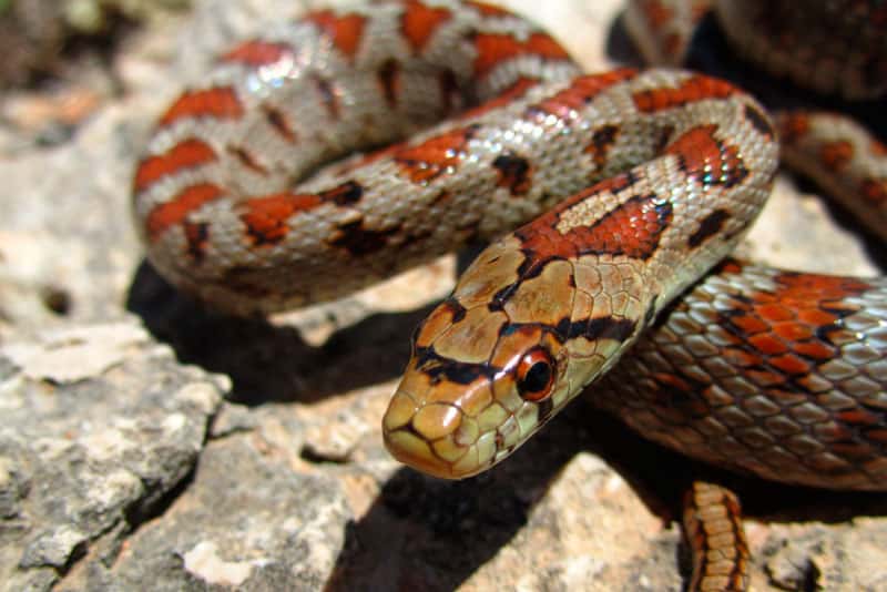 В квартире женщины из Новосибирска нашли 30 змей и 17 белок