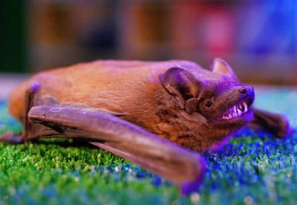 Учёные выяснили, откуда пришёл убивший миллионы летучих мышей в США грибок