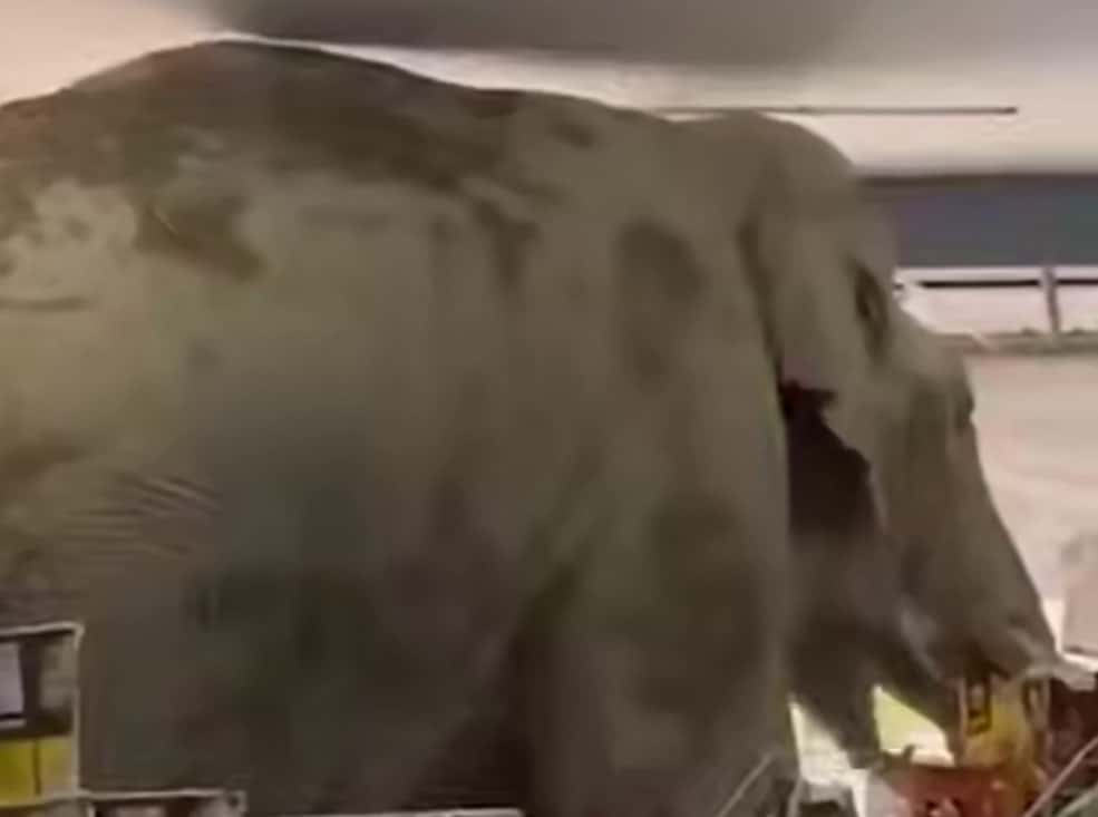 Слон вломился в магазин в Таиланде ради сладкого печенья и бананов