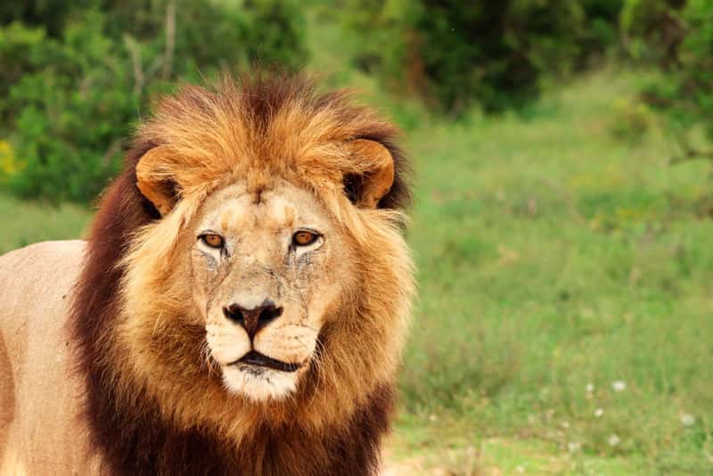 Нападение львов на Олега Зубкова в парке «Тайган»: подробности инцидента