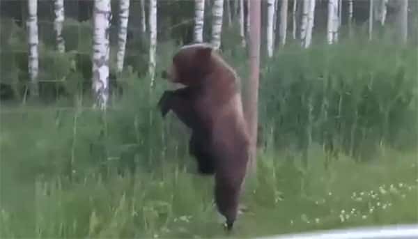 В Ленобласти у медведя случилась паническая атака из-за ограждения, которое мешало вернуться в лес.