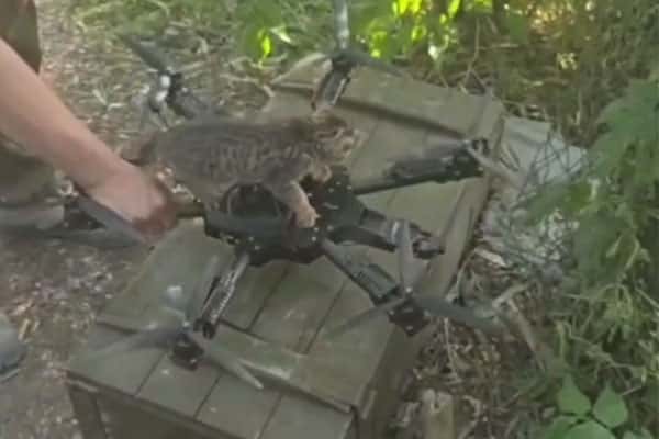 «Кот пилот»: российские военные предоставили котенку опыт полета на дроне в зоне военной операции на Украине