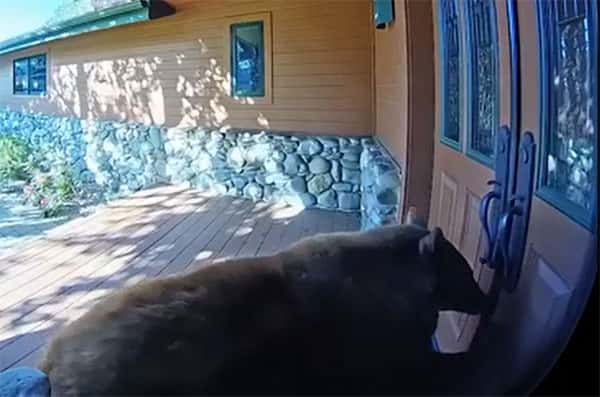 В Калифорнии медведица с детенышем залезли в дом и обчистили холодильник