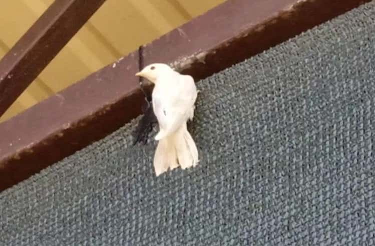 В Ингушетии редкая ласточка-альбинос обосновалась во дворе местного жителя  