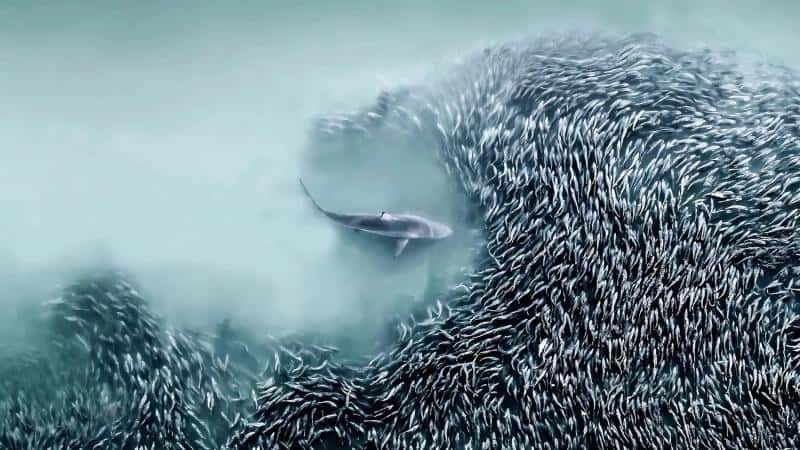 Фотограф из США получила главную награду международного конкурса за снимок акулы, сделанный с дрона  