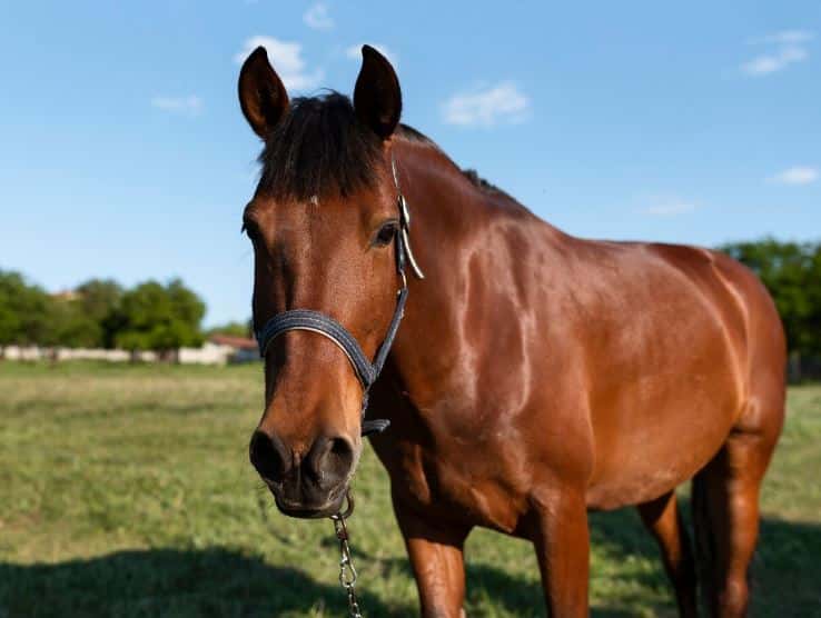 14-летняя девочка впала в кому после падения с лошади во время съемки сторис  