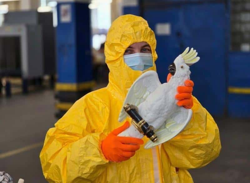 Москвичка получила радиоактивного попугая из Германии: фигурку птицы отправили обратно 