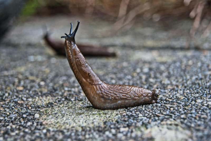 В Подмосковье заметили необычных леопардовых слизней: что о них известно