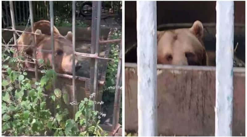 Медведь в заточении: туристы в Абхазии заступаются за беззащитное животное