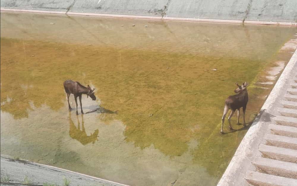 Два лося застряли на водохранилище в Истре: спасатели помогли животным выбраться