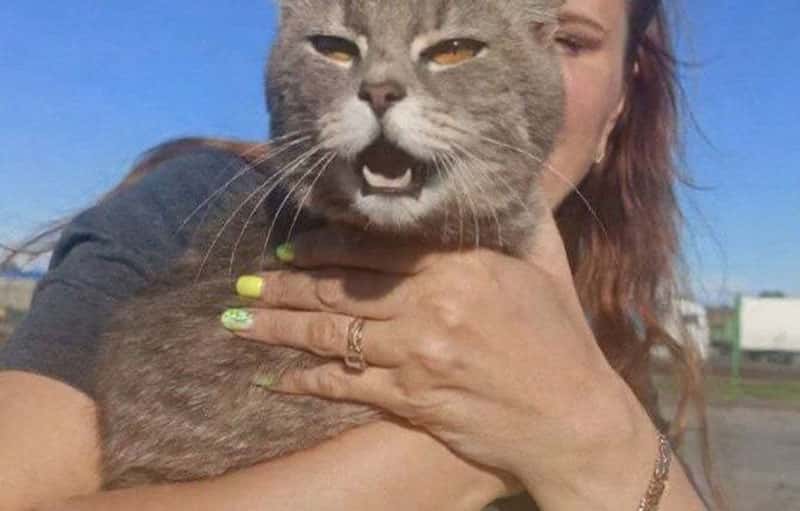 Кот-путешественник из Ленобласти спасен в порте Балтийска после недельного переплыва