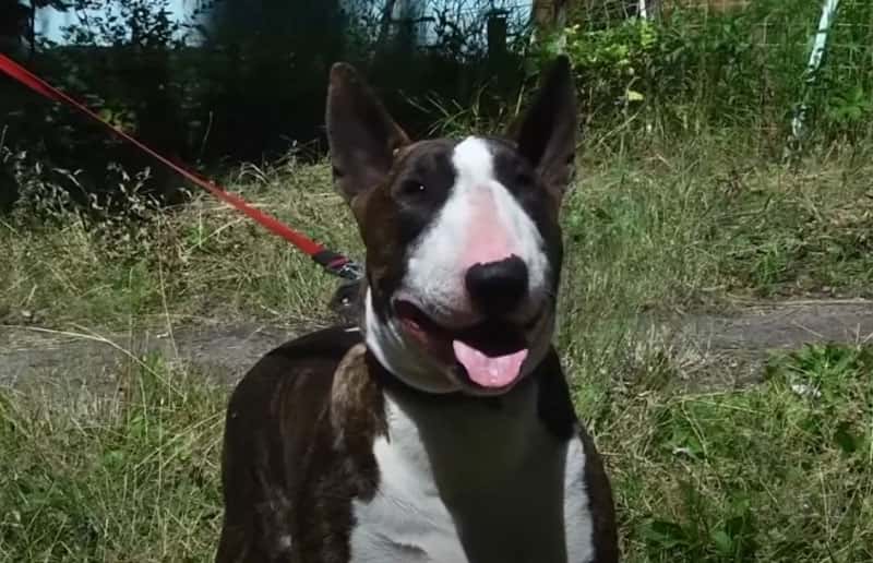 Собака прокусила артерию новгородскому пенсионеру