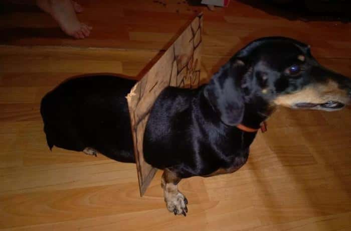 В Перми такса застряла в кошачьем домике: хозяевам пришлось вызывать спасателей