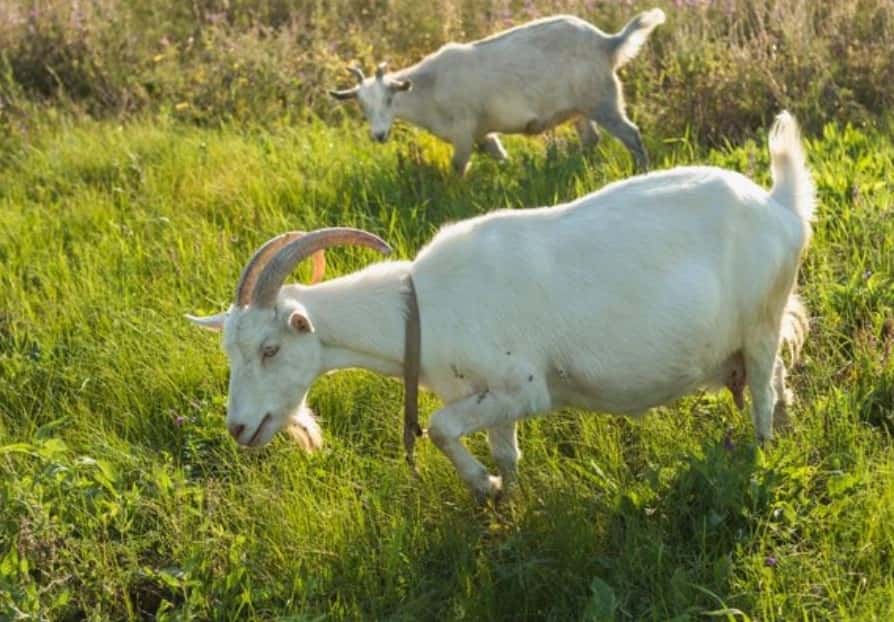 Китайские ученые «восстановили» мышцы с помощью козьего молока: исследование