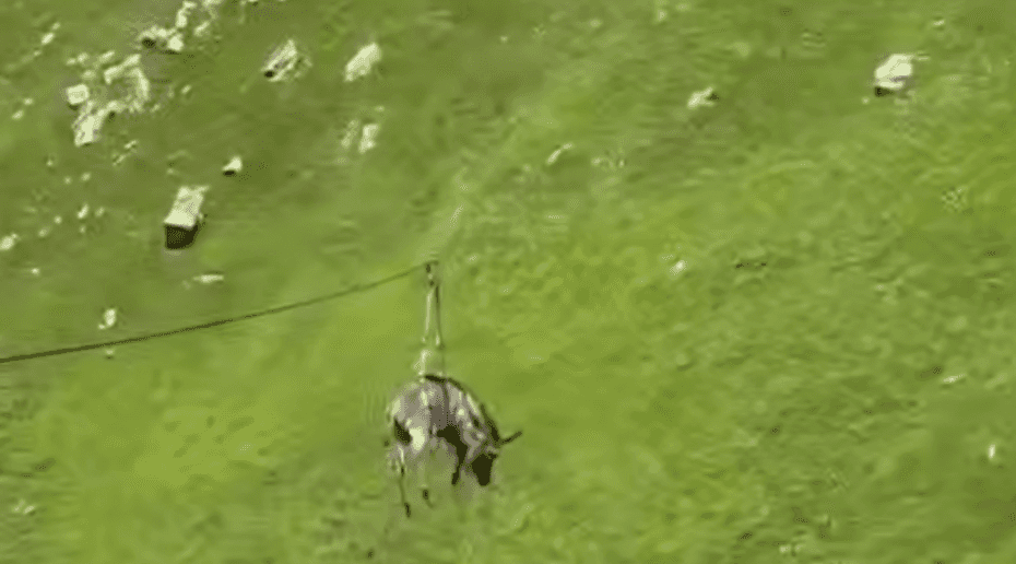 Скандал в Дагестане: Хозяин отправил осла на зиплайн, и теперь возникает вопрос о жестоком обращении