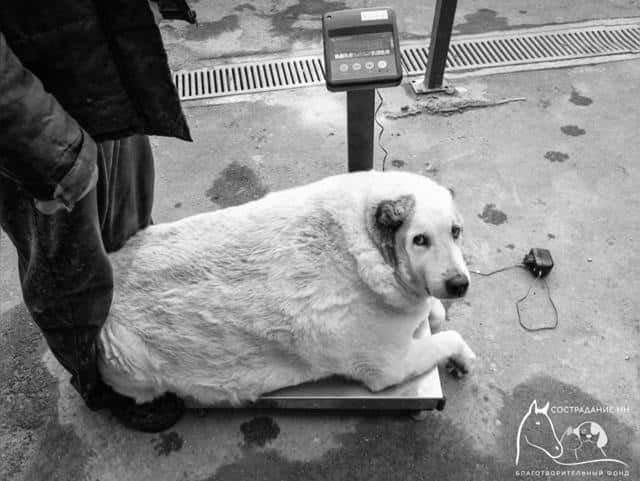 «Толстый пес Кругетс» скончался: похудел на 40 кг, но не дожил до семьи