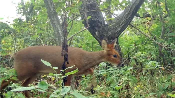 Водяного оленя впервые обнаружили на острове Фуругельма в Приморье