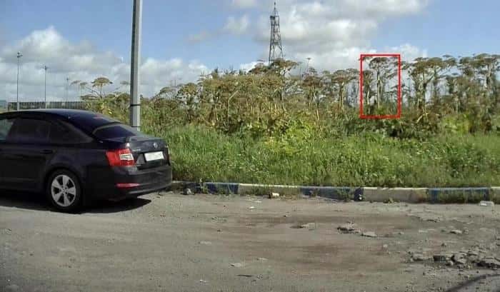 ИИ в Петербурге начал находить борщевик и штрафовать владельцев участков