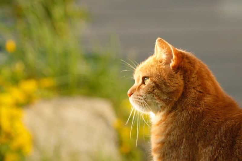 Врач предупредил: какие болезни передают бездомные кошки и собаки