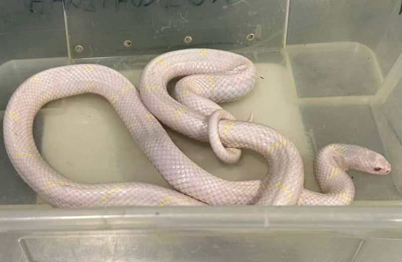 В Петербурге изъяли змей у предпринимателей, устраивавших нелегальные фотосессии рядом с зоопарком