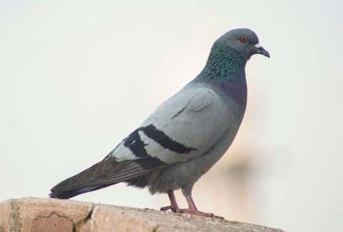 Угроза на крыльях: в Индии поймали голубя с запиской о теракте на ж/д станции