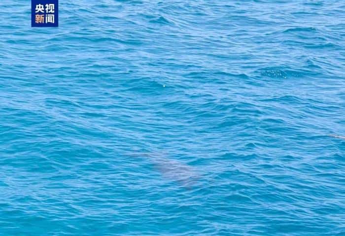 В Южно-Китайском море впервые за 30 лет заметили «прототип русалки»: редкое животное дюгоня