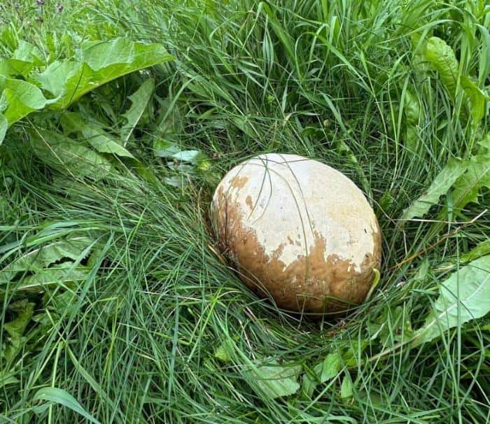 На Камчатке нашли гриб размером с мяч: он вырастает за неделю и весит до 20 кг