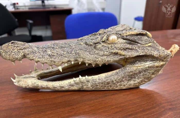 Турист пытался ввезти в Россию голову крокодила и попался на таможне