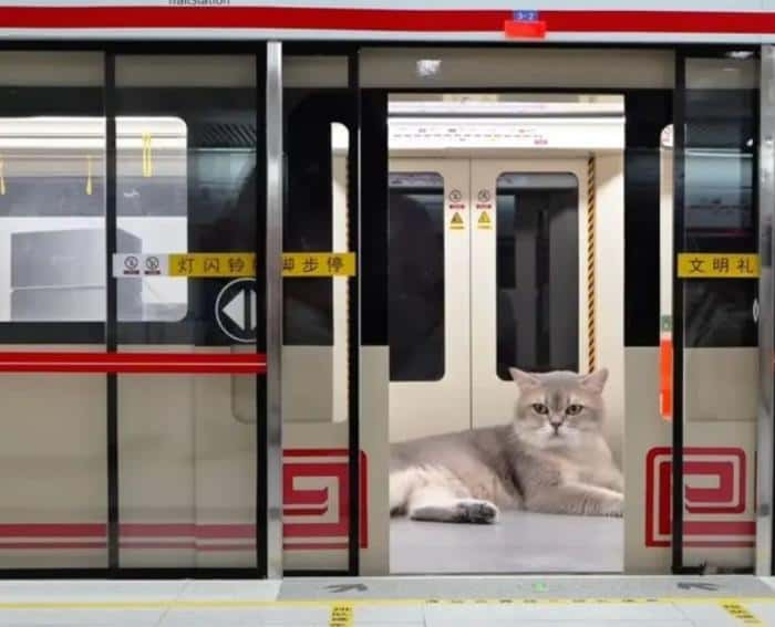 Китаец построил метро для кошек: в нем есть эскалаторы, поезда и станция «Кэттаун»