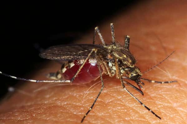 В России зарегистрировали первый случай вируса чикунгунья от комаров