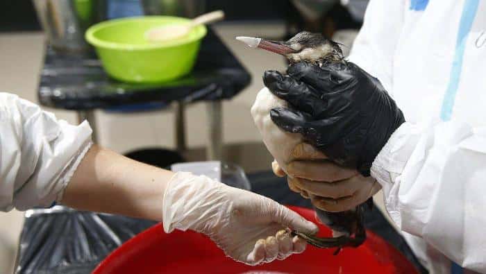 После разлива нефти в Новороссийске птицы снова покрылись мазутом