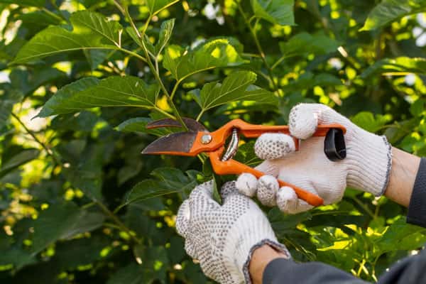 Россиянам запретили продавать дачи отдельно от земли: вступил в силу новый закон