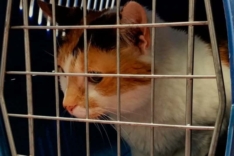 В Калифорнии кошку усыпили из-за заражения птичьим гриппом после корма RAWR