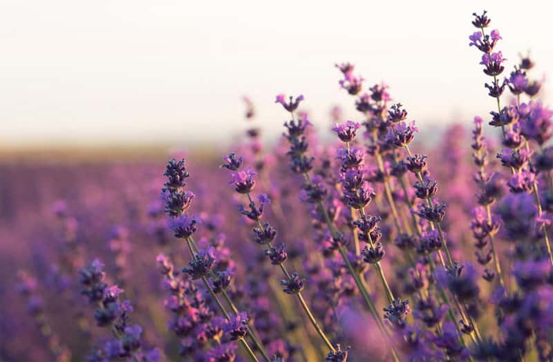 Секрет древнего растения против тревоги и плохого настроения