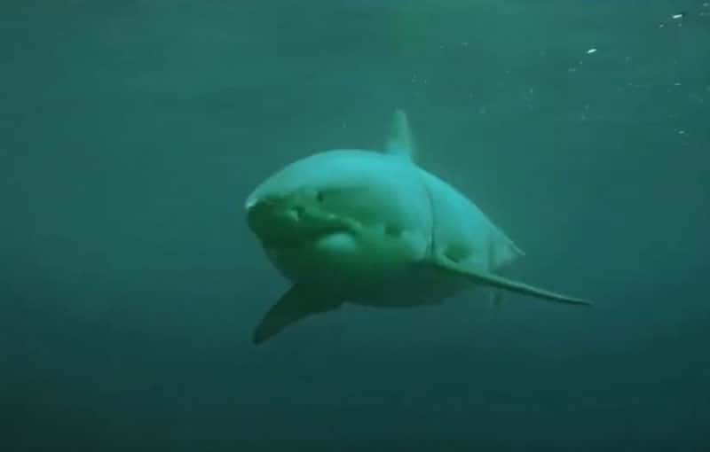 В Австралии акула-мако стащила рыбака за борт во время соревнований — мужчина погиб