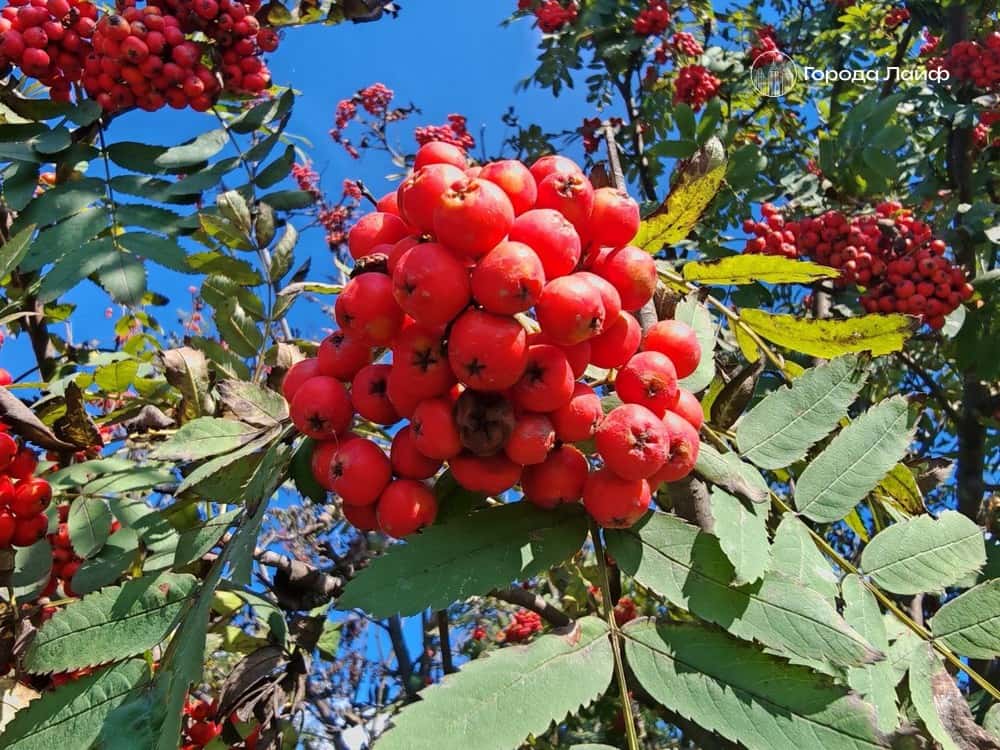 Можно ли есть рябину без вреда: мнение диетолога