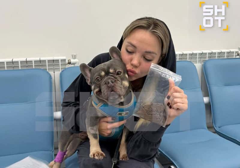 Пёс съел бельё с сушилки: экстренная операция в Петербурге