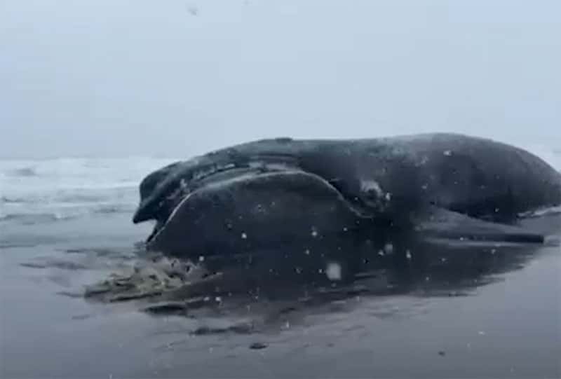 На Камчатке выбросило японского кита. Видео